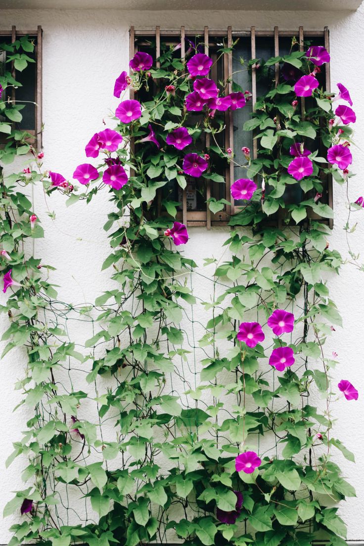 purple flowers are growing on the side of a white building with green leaves and vines