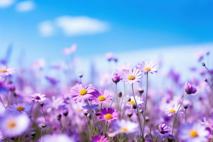 purple and yellow daisies are in the foreground, with blue sky behind them