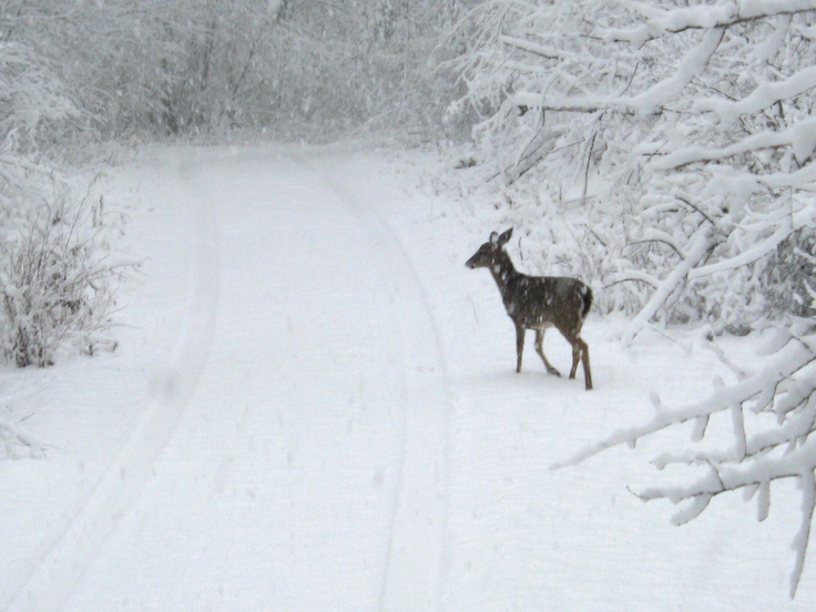 a deer that is standing in the snow