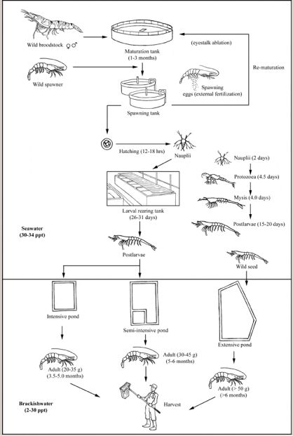 a diagram showing the stages of an insect's life cycle and how it works