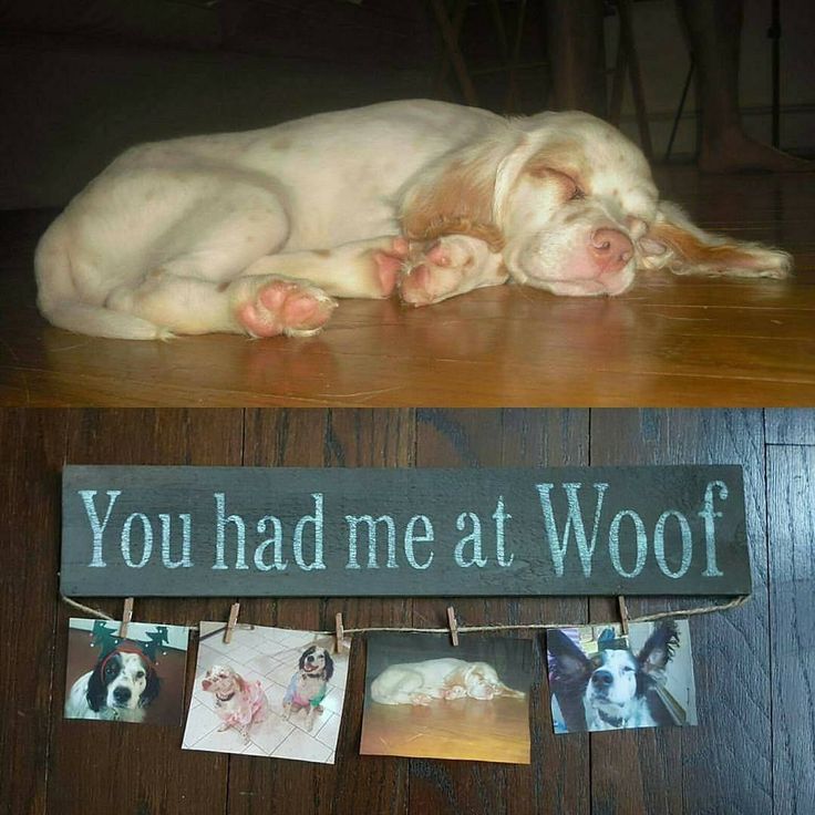 a dog laying on the floor next to a sign that says you had me at woof