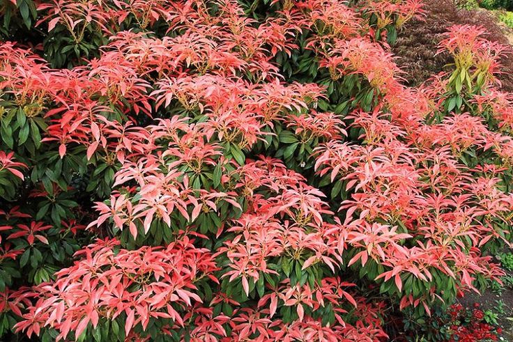 the red leaves on this plant are very attractive and bright, but it's hard to tell what color they are