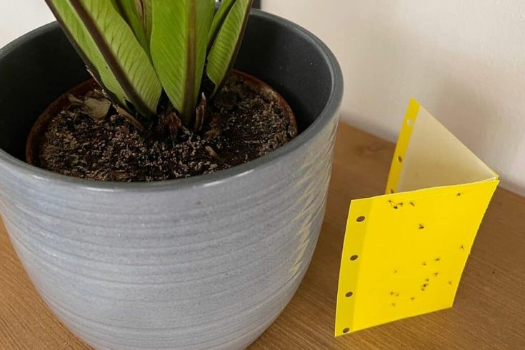 a potted plant sitting on top of a table next to a piece of paper