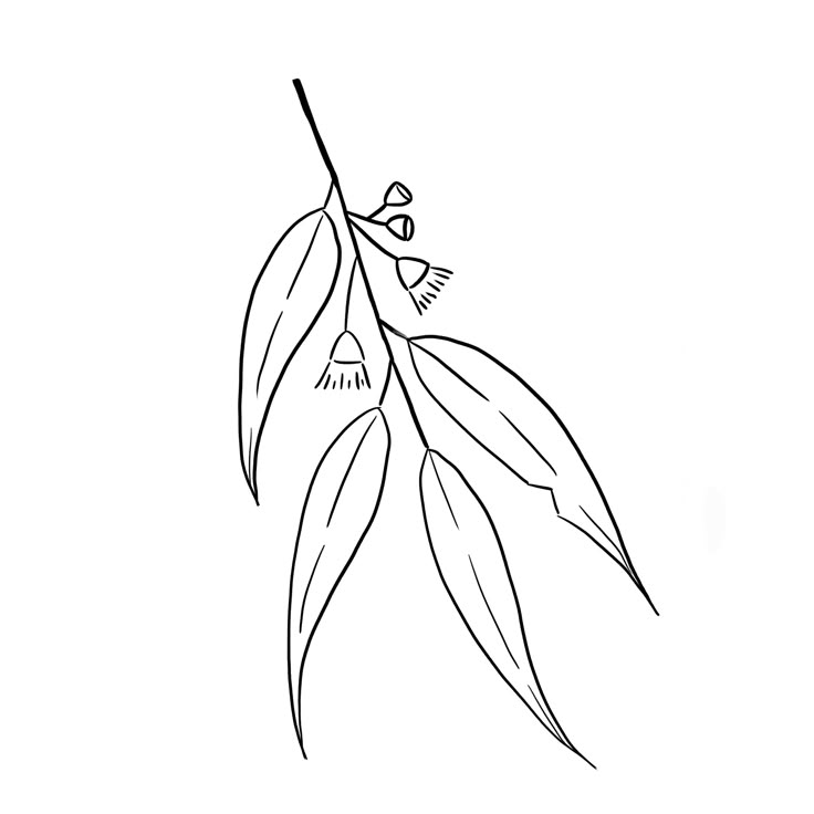 Gum Leaf Drawing, Gum Leaves Drawing, Australian Fine Line Tattoo, Gumleaf Tattoo, Banksia Tattoo Fine Line, Gum Leaves Tattoo, Gum Nut Tattoo, Eucalyptus Leaves Tattoo, Gum Leaf Tattoo