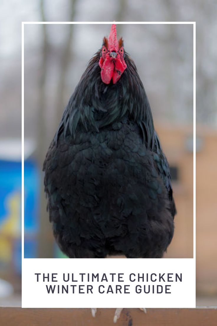 the ultimate chicken winter care guide for chickens and roosters is here in this post