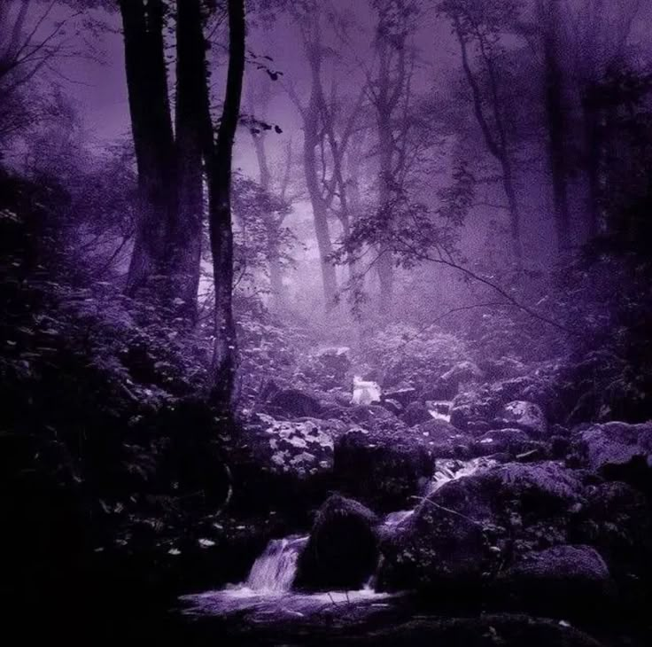 a dark forest filled with lots of rocks and trees