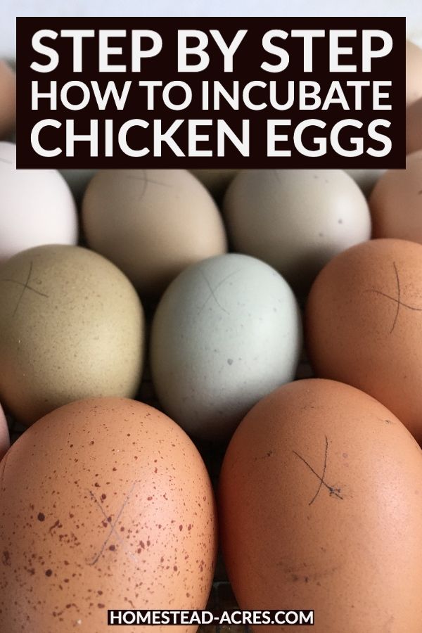 an image of chicken eggs with the words step by step how to incubate chickens