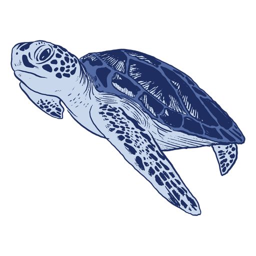 a drawing of a sea turtle on a white background