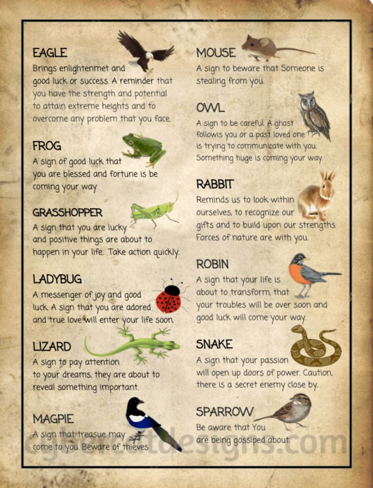 Animal Omens | Book of Shadows Druidic Animals, Animals With Meaning, Meaning Of Animals, Animal Omens, Spirit Animal Meaning, Animal Meanings, Potions Recipes, Spiritual Animal, Wiccan Magic