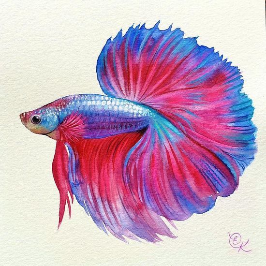 a watercolor painting of a siamese fish on white paper with blue, pink and purple colors