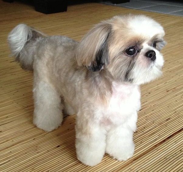 a small white dog standing on top of a wooden floor