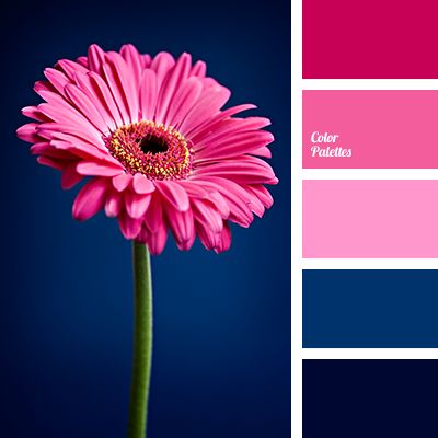 a pink flower in front of a blue background with the words color balance on it