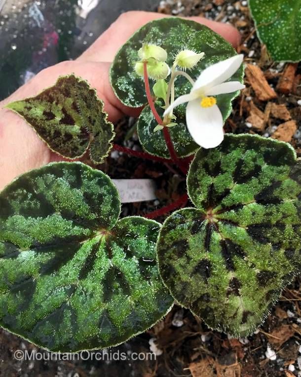 a hand is holding some plants with white flowers on them and green leaves in the foreground