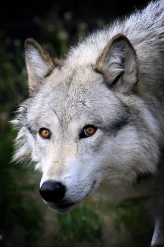 a white wolf with orange eyes looking at the camera