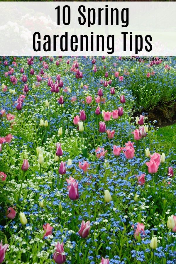 colorful flower garden with text overlay reading 10 spring gardening tips