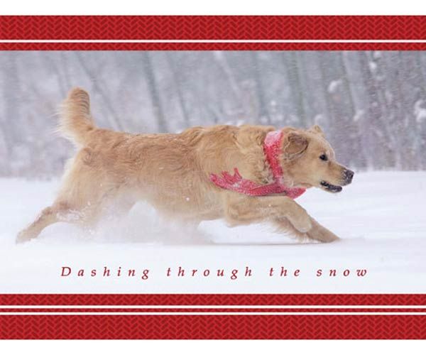 a dog is running through the snow wearing a red scarf