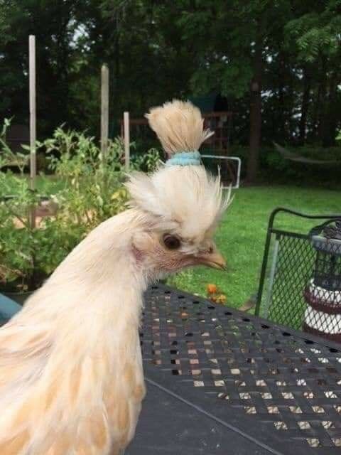 a white and brown chicken standing on top of a table next to a bird feeder