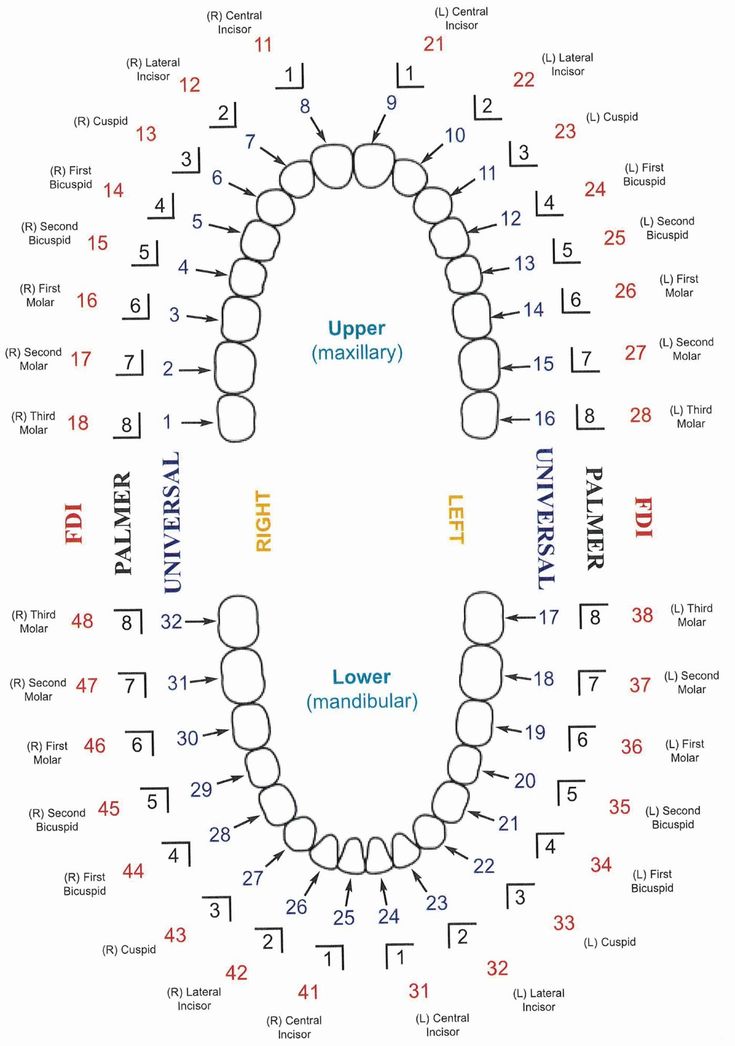 URBN Dental will help you get familiar with universal dental notation (UDN) and tooth number chart so you can understand the tooth numbering system and can help you take care of your teeth. Dental Assistant Study Guide, Dental Charting, Dental Assistant School, Dental Assistant Study, Dental Hygiene Student, Tooth Chart, Kedokteran Gigi, Dental Hygiene School, Dentistry Student