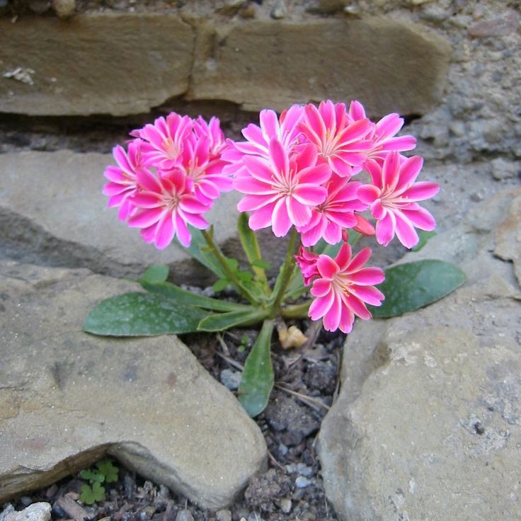 some pink flowers are growing out of the rocks