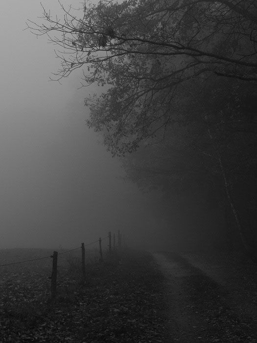 a foggy road with trees and fence in the foreground