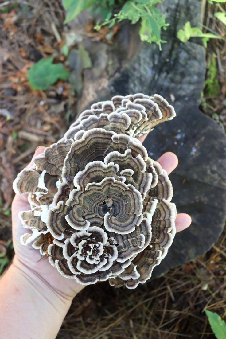 a person holding up a mushroom in their hand