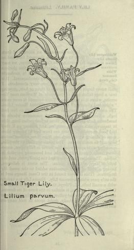 an old book with some flowers on it and words in the pages that read small tiger lily