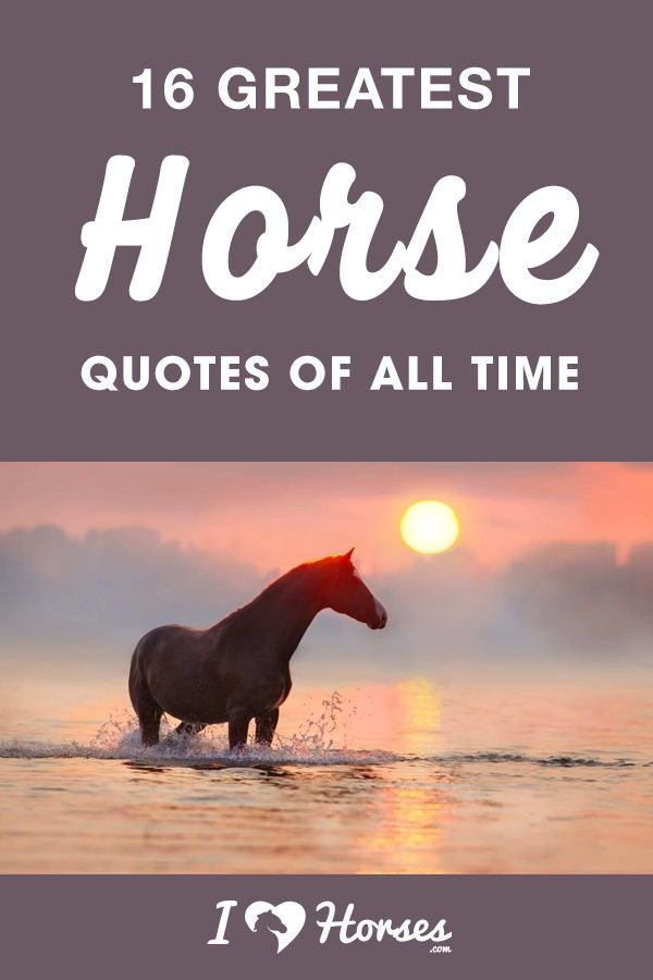 a horse standing in the water at sunset with text that reads, 16 greatest horse quotes of all time