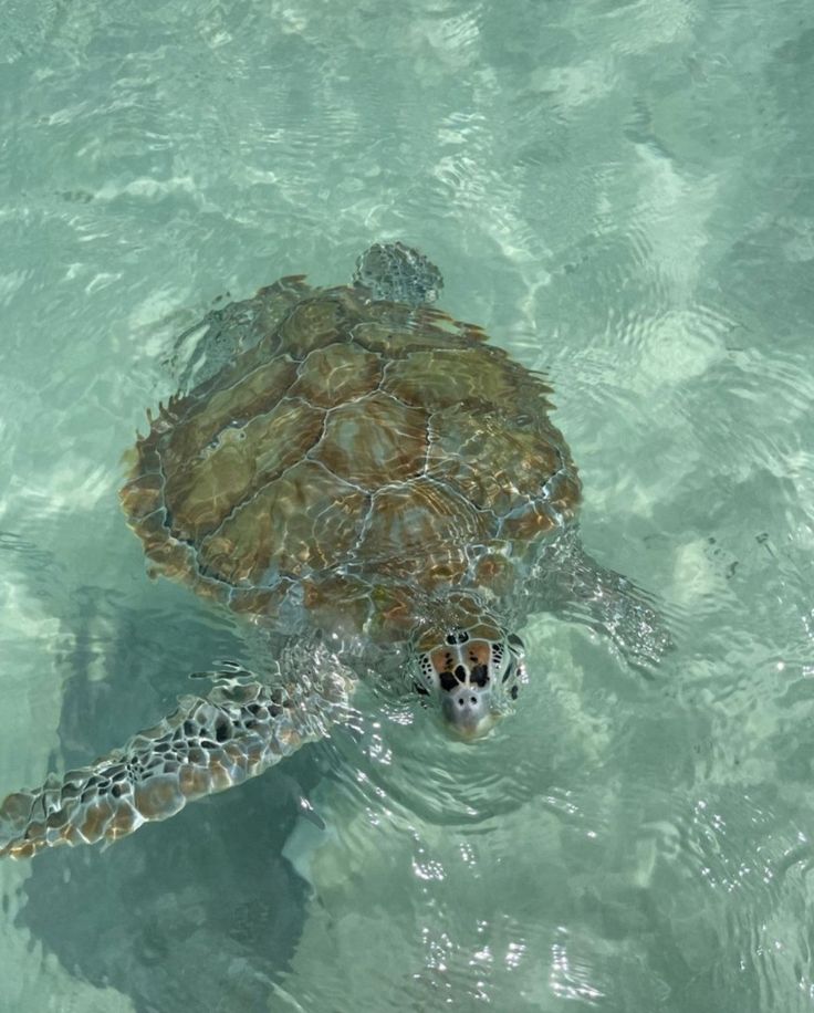 a sea turtle swimming in the clear blue water