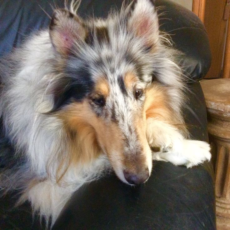 a dog is sitting on a black leather chair with his head resting on its paws