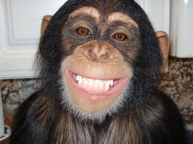 a chimpan monkey is smiling for the camera