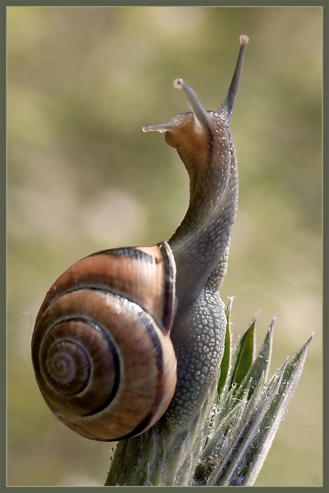 two snails are sitting on top of a plant