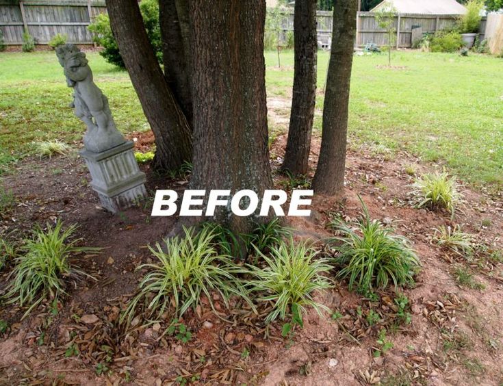 before and after photos of landscaping in front of a tree with the words before written on it