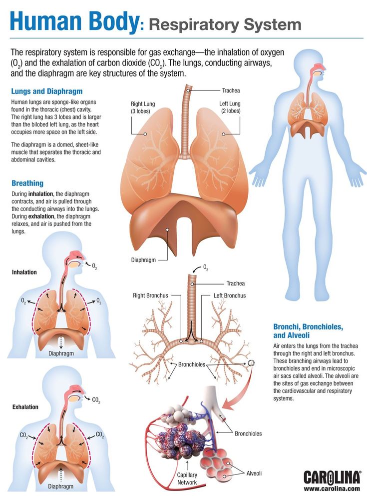 Respiratory System Infographic, 11 Body Systems, Respitory System Notes, Respritory System, Respiratory System Diagram, Memes Nursing, Respiratory System Anatomy, Nursing Pictures, Human Respiratory System