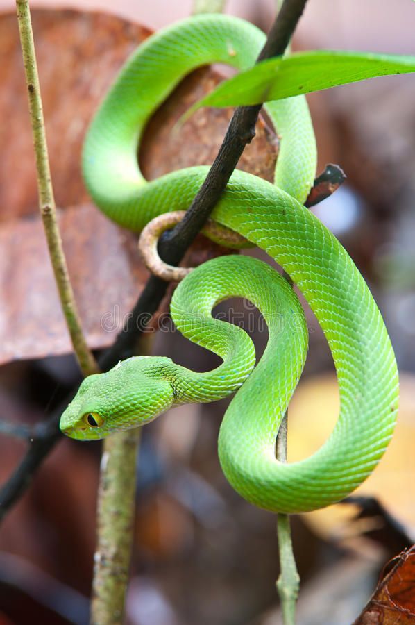 a green snake is curled up on a branch