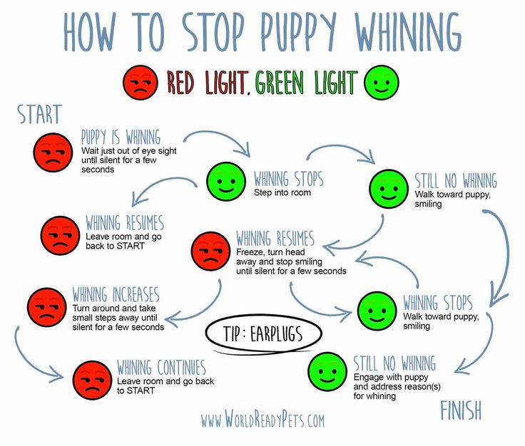 how to stop puppy whinening with red light green light and tips for winning