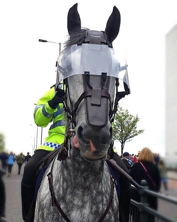 a police officer riding on the back of a gray horse with a blinder over it's head