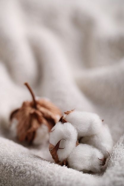 a cotton plant is laying on a white blanket