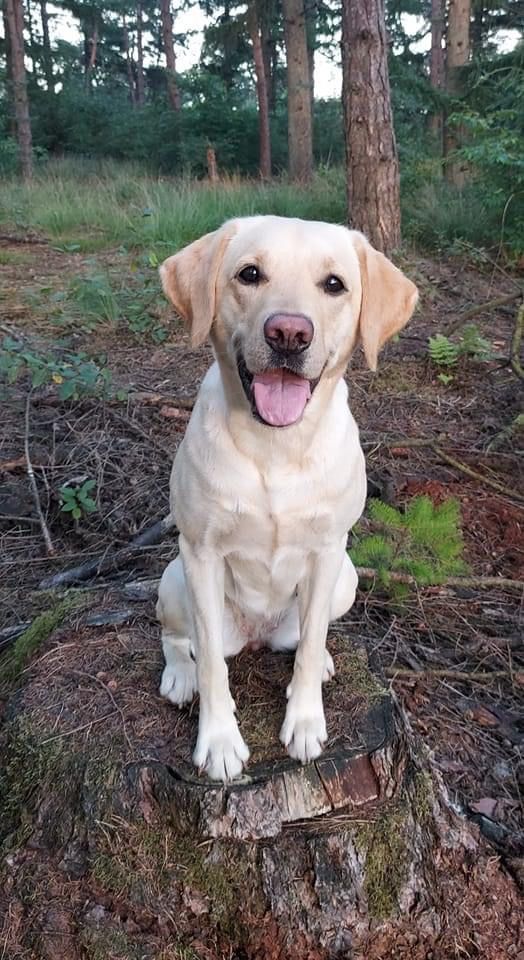 a white dog sitting on top of a tree stump in the middle of a forest