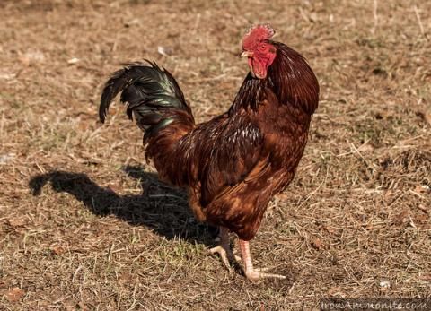 a brown and black rooster standing on top of dry grass