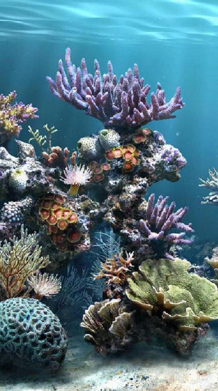 an underwater scene with corals and other marine life