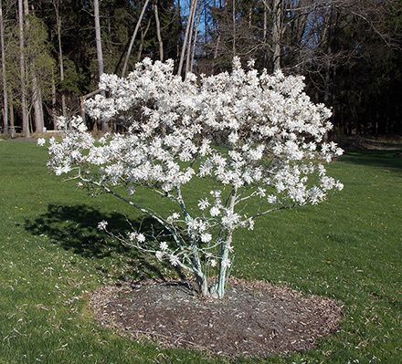 a small white tree sitting in the middle of a field