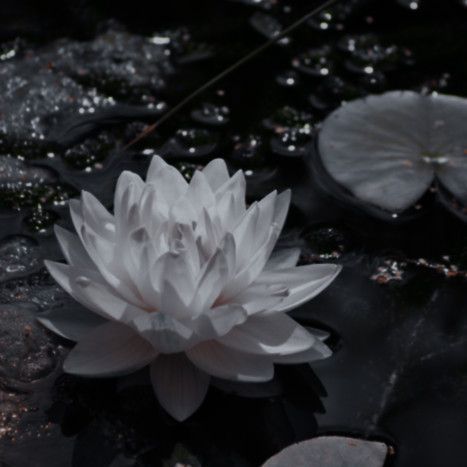 a white flower floating on top of a body of water