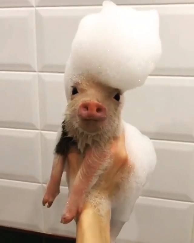 a baby pig is being bathed in soapy water