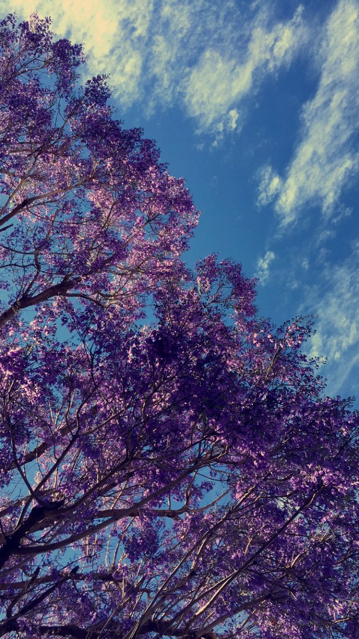 purple flowers are growing on the branches of trees in front of a blue sky with wispy clouds