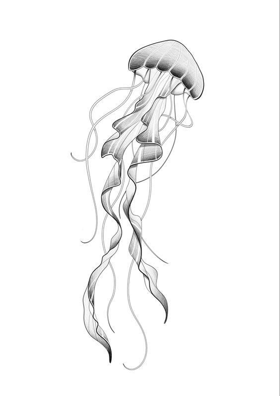 a black and white drawing of a jellyfish