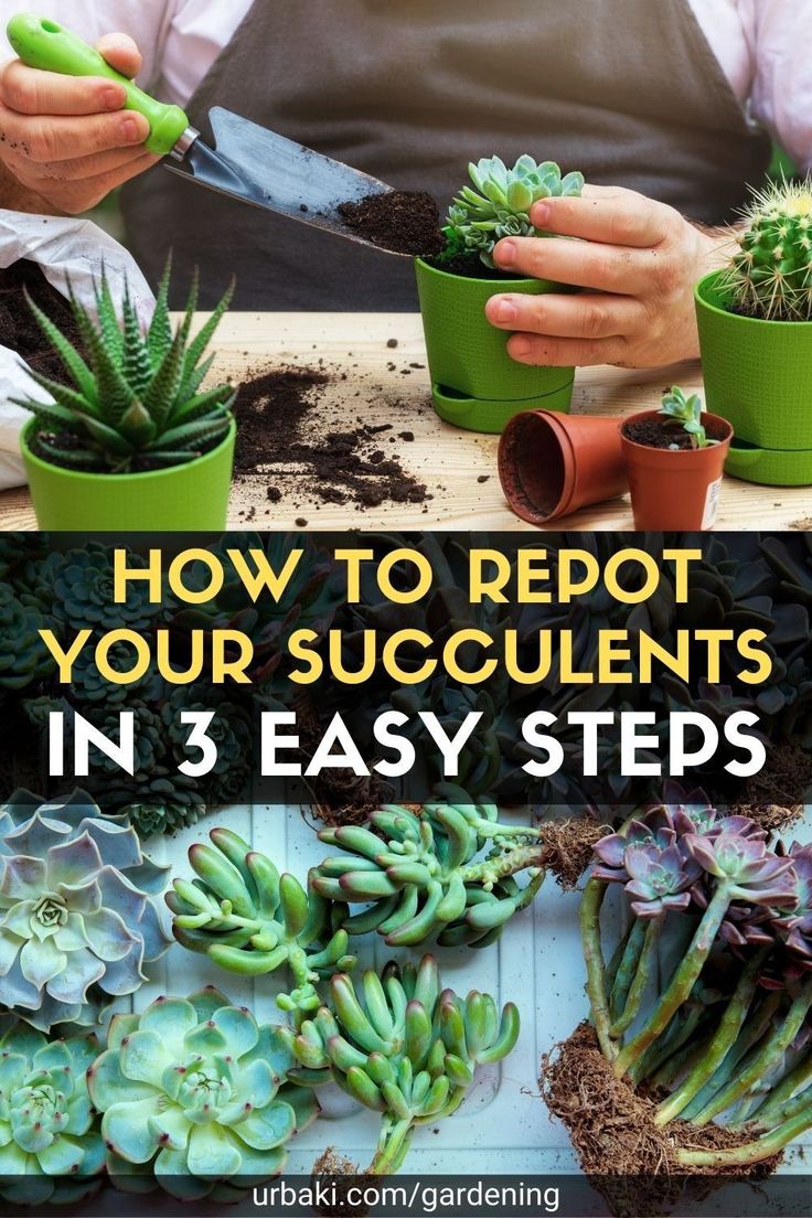 how to repot your succulents in 3 easy steps