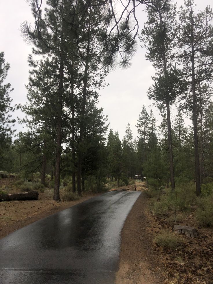 a wet road in the middle of some trees