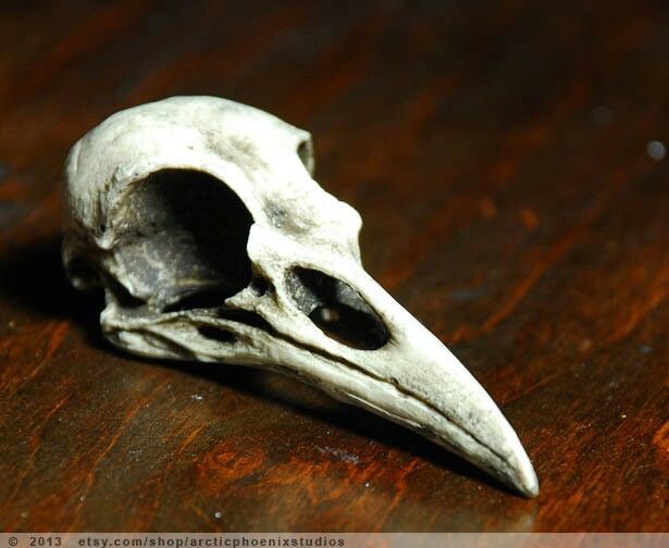 a bird skull sitting on top of a wooden table