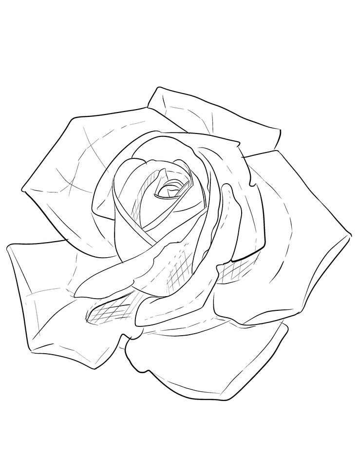 a black and white drawing of a rose