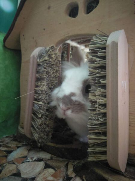 a small white and gray animal inside of a wooden house with a brush in it's mouth